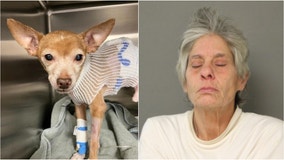 Chicago woman stabbed chihuahua several times while teen was on walk: police