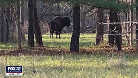 Owner of suburban farm accused of allowing bison to graze on county land