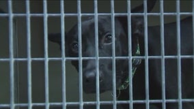 With shelters full and adoption rates down, many animals are being left behind this holiday season