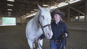 'Endo' the blind horse holds 3 Guinness World Records