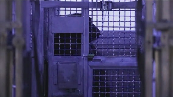 Lincoln Park Zoo assists in relocating 40 chimps left behind in LA