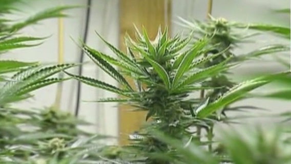 The Cannabis Research Institute coming to Chicago