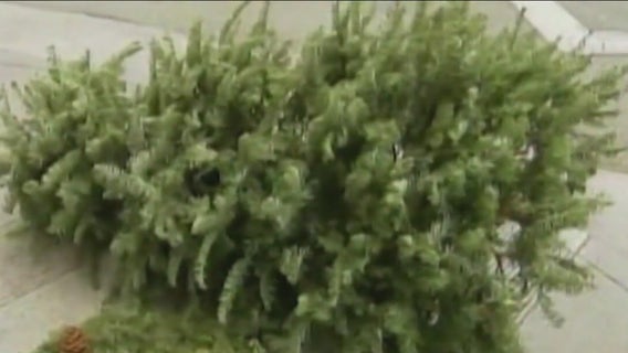 How to recycle your Christmas tree