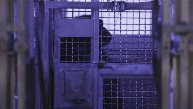 Lincoln Park Zoo assists in relocating 40 chimps left behind in LA