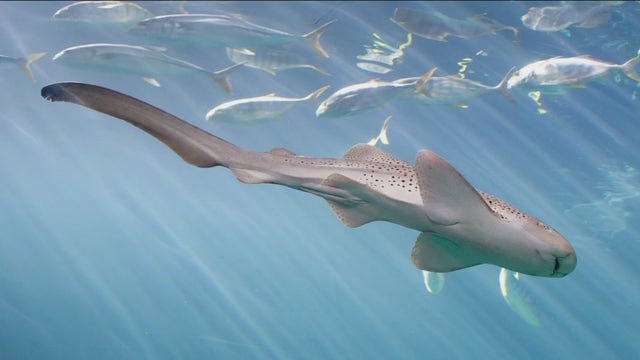 Shedd Aquarium plays host to rare shark 'virgin birth'