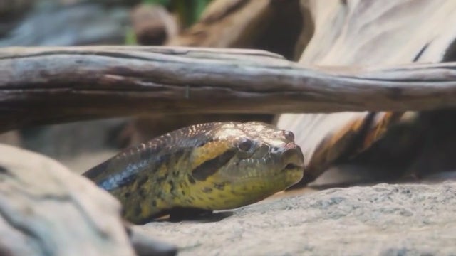 Shedd Aquarium announces name of new green anaconda