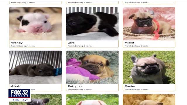 How to protect yourself from puppy selling scams this holiday season