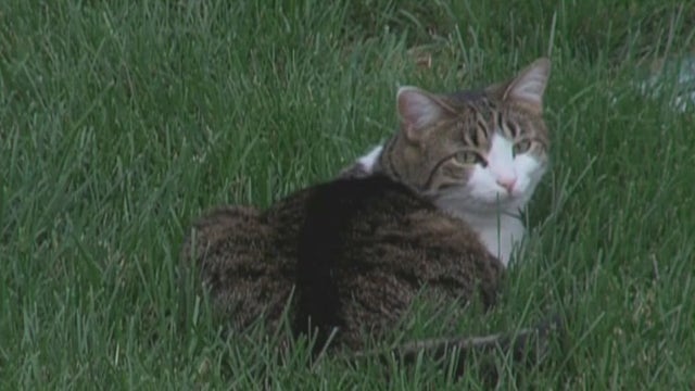 Tips for adopting a pet despite having allergies