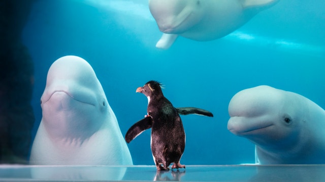Shedd's Rockhopper penguin celebrates 35th birthday