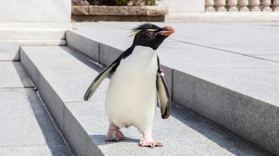 Shedd's Rockhopper penguin celebrates 35th birthday | FOX 32 Chicago