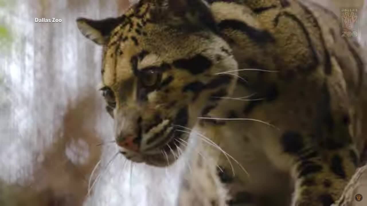 Clouded leopard escapes Dallas Zoo enclosure through tear in mesh intentionally created: police - Vimarsana News