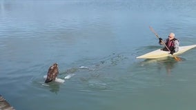 Bald Eagle dies days after being rescued from floating ice in Waukegan Harbor