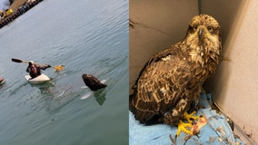 Watch: Bald Eagle rescued from floating ice in Waukegan Harbor