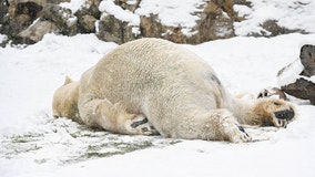 Brookfield Zoo's polar bear heads outside to enjoy the snow