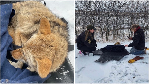 Coyote rescued from pit at Waukegan water treatment plant