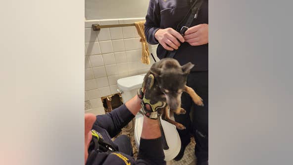 Oak Park firefighters rescue dog stuck in wall