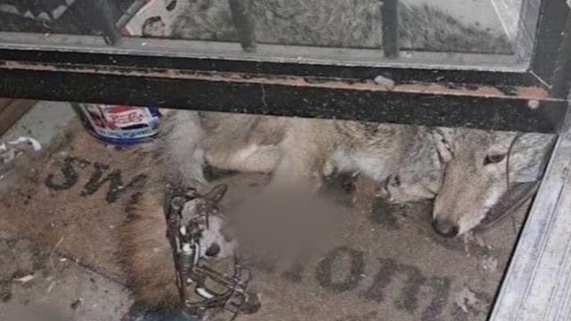 Criticism of Illinois fur trapping laws grows louder after Cook County coyote has paw amputated