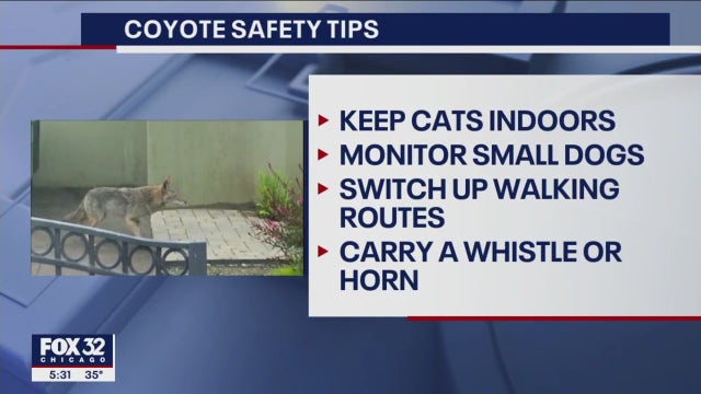 Tips on keeping pets safe during coyote mating season