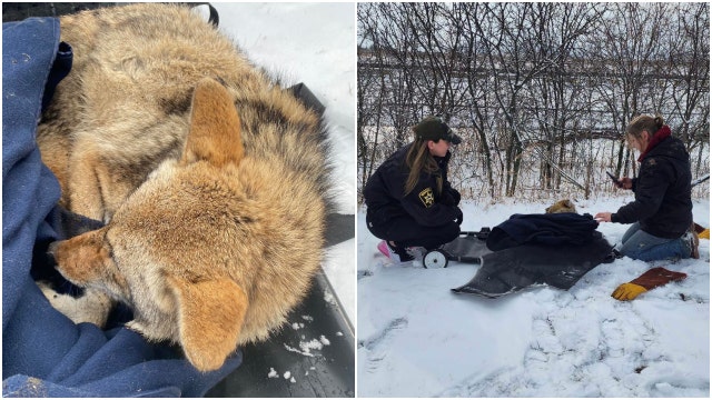 Coyote rescued from pit at Waukegan water treatment plant