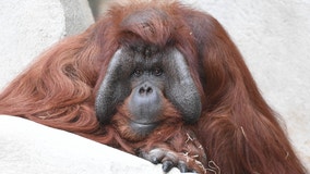 Brookfield Zoo euthanizes 44-year-old Bornean orangutan named 'Ben'