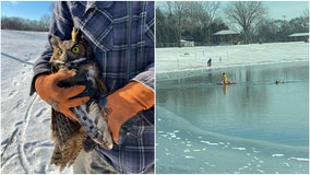Injured owl rescued from ice-covered lake in northwest Indiana
