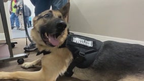 New facility in Joliet partners veterans suffering from PTSD with service dogs