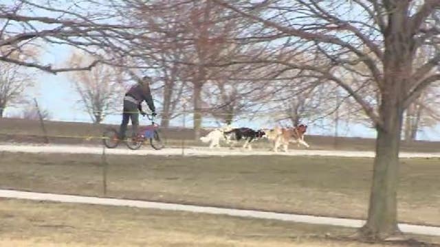 Chicago's Polar Adventure Day features Siberian Huskies, but no snow
