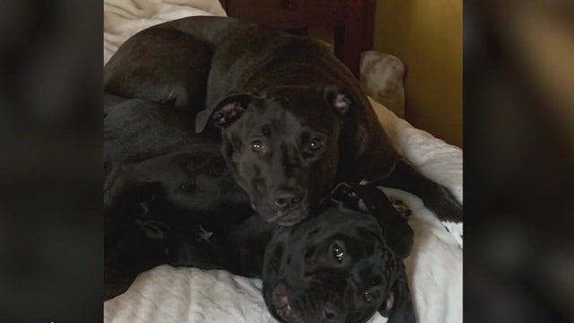 Lake View dog owner speaks out after man fatally shoots one dog, injures another: 'you don't expect this'