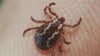 Illinois in 'At Risk' category for tick-borne disease