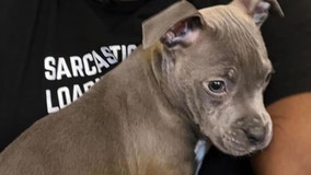 Detroit man in custody after beating puppy, dumping animal in trash for breaking his sunglasses