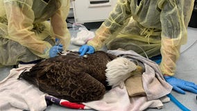 Bald eagle dies after ingesting poison, prompting calls for change from advocates