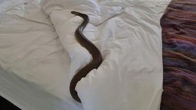 Australian woman uncovers highly venomous snake slithering in her bed