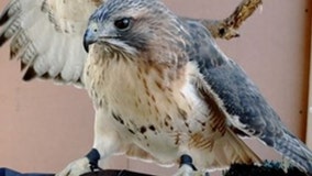 Lake County environmental officials seek help in locating injured hawk