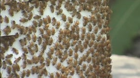 Lake Barrington allowing residents to keep honeybees on their properties