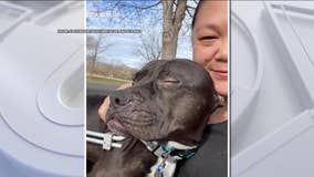 Lucky indeed: Dog left paralyzed after being hit by train in Philadelphia finds forever home