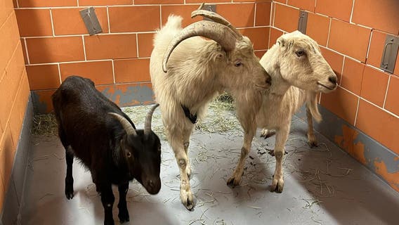 Goats on the go: Goats captured after wandering Chicago streets
