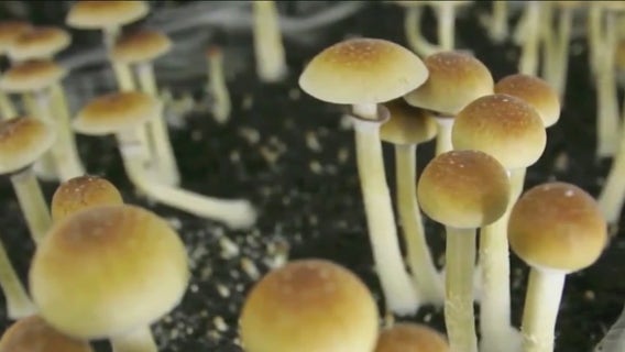 Illinois looks at legalizing psilocybin to treat mental health issues
