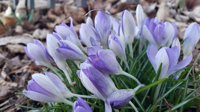 Chicago weather forecast: Milder temperatures, rain showers