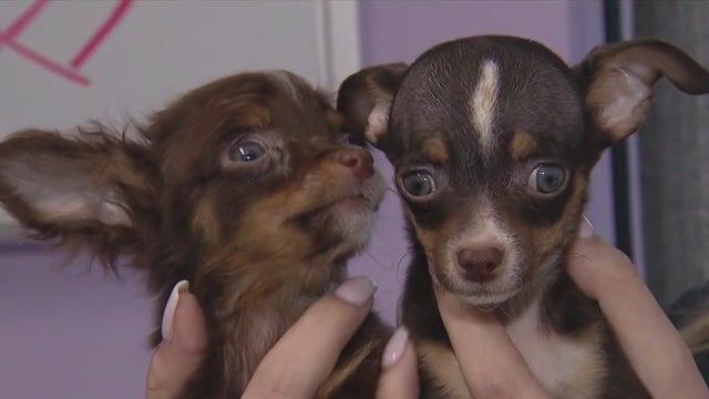 30 dogs ready for adoption after being rescued from deplorable conditions in NW Indiana