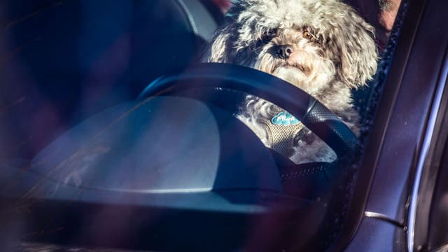 Illinois residents could be fined for driving with dogs on their laps under new proposed bill
