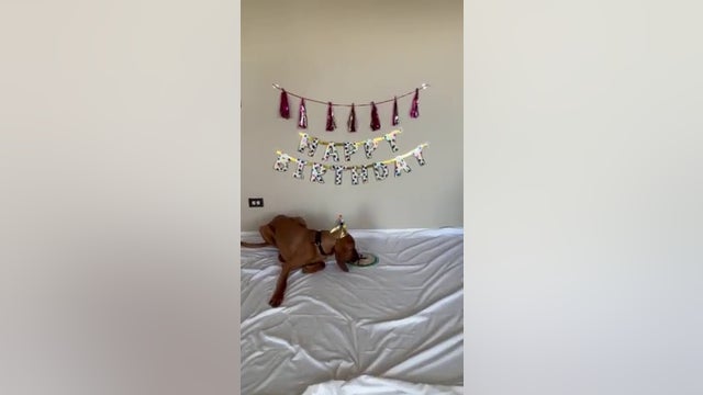 Cook County K9 named after CPD Officer Ella French celebrates first birthday
