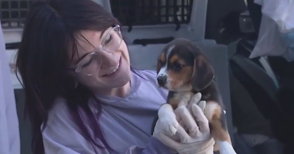 Puppies, kittens from Tennessee shelter arrive at PAWS Chicago | FOX 32 ...