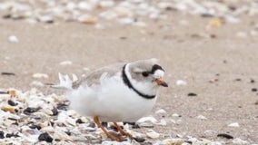 Piping plovers return to Chicago beaches