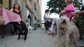 Dogs can join owners for outdoor dining, FDA says