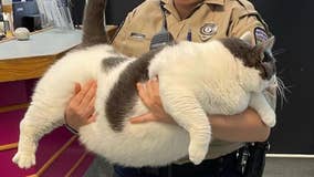 Virginia retiree adopts 40 pound cat