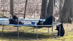 ‘Bear-y’ fun afternoon: Group of bears spotted bouncing on trampoline in Connecticut backyard