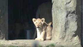 African lion cubs make their first outing at Lincoln Park Zoo