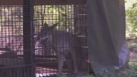 Rocky the coyote getting new enclosure after complaints from Chicago area animal advocates