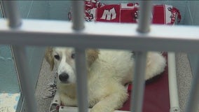 Sheep, 15 dogs voluntarily surrendered in DuPage County