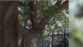 A tree older than Chicago is about to be cut down